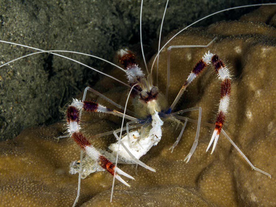 Stenopus hispidus